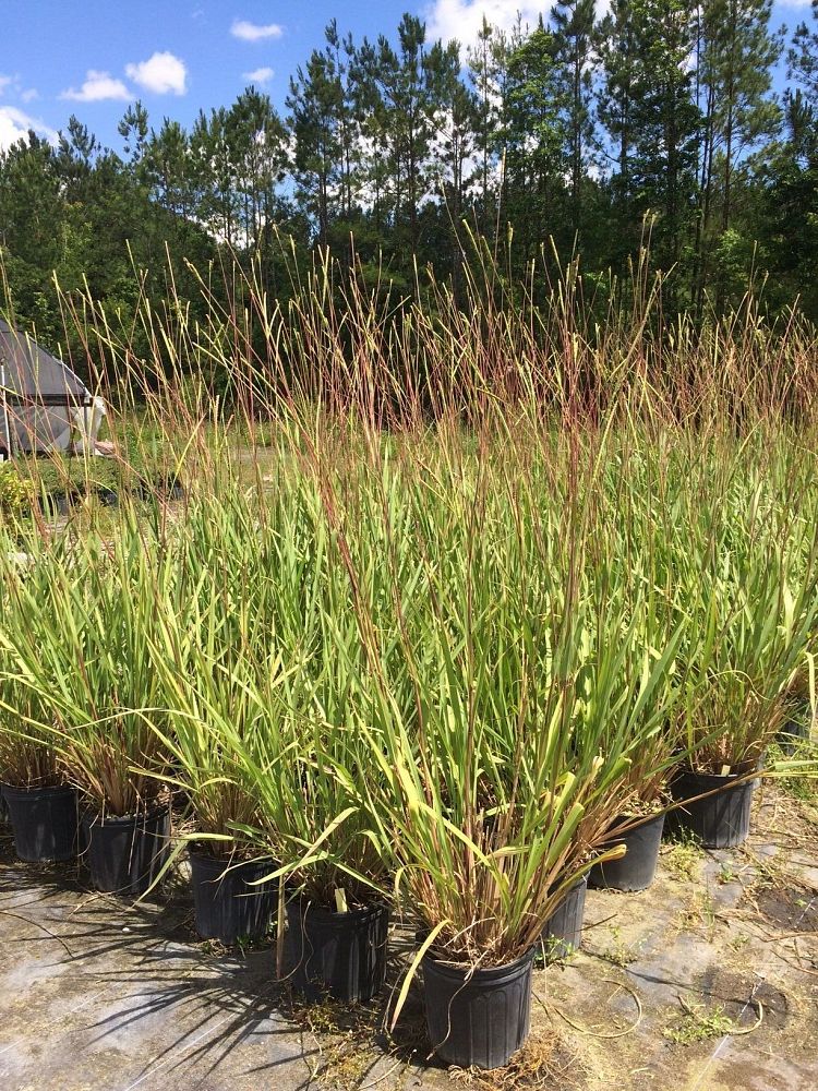 tripsacum-floridana-florida-gama-grass-dwarf-fakahatchee