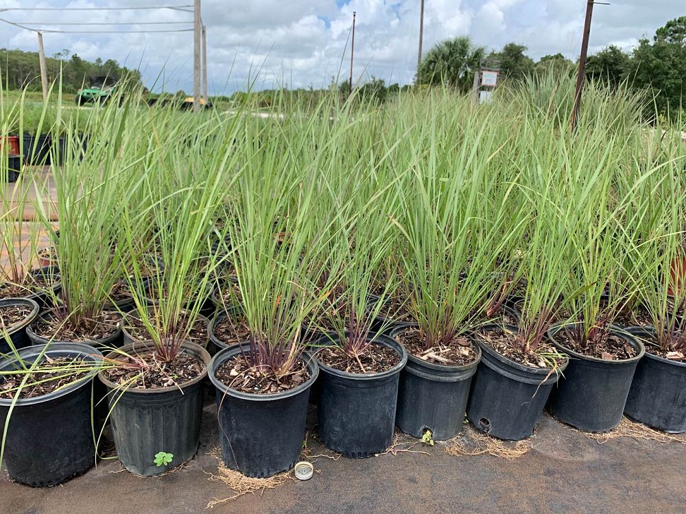 tripsacum-floridana-florida-gama-grass-dwarf-fakahatchee