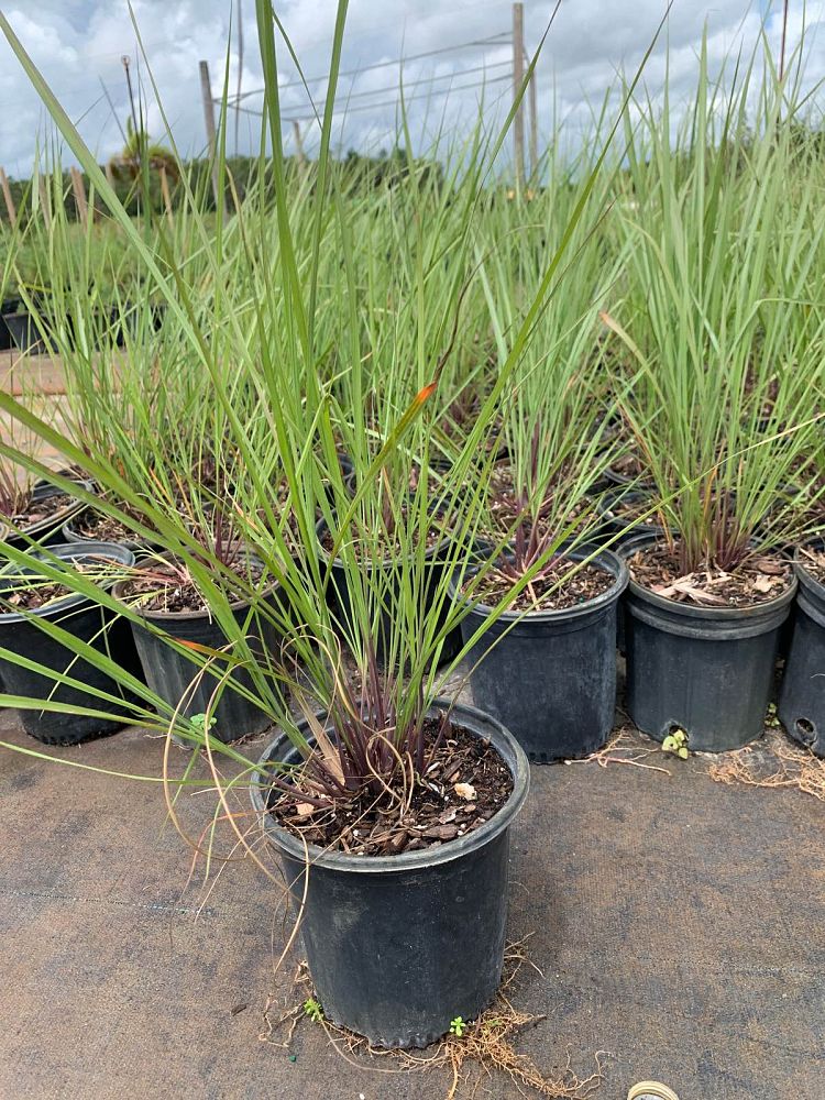 tripsacum-floridana-florida-gama-grass-dwarf-fakahatchee