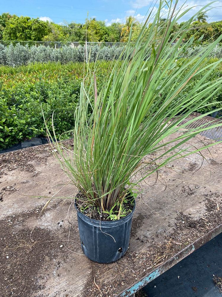 tripsacum-floridana-florida-gama-grass-dwarf-fakahatchee