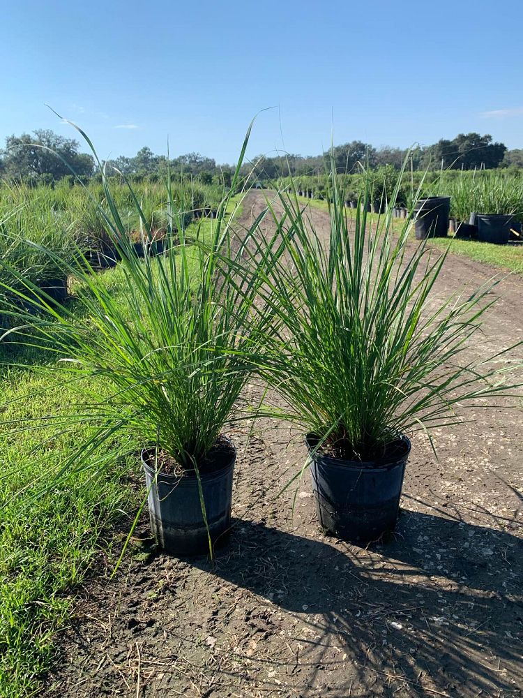 tripsacum-floridana-florida-gama-grass-dwarf-fakahatchee