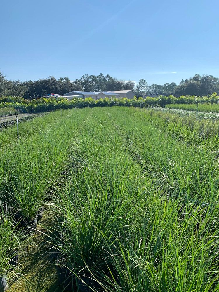 tripsacum-floridana-florida-gama-grass-dwarf-fakahatchee