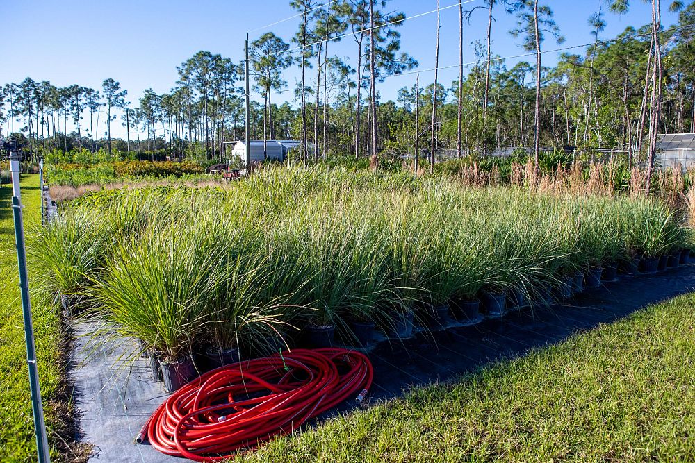 tripsacum-floridana-florida-gama-grass-dwarf-fakahatchee