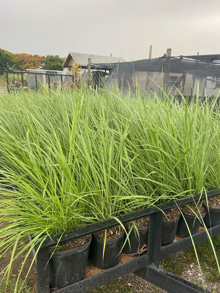 tripsacum-floridana-florida-gama-grass-dwarf-fakahatchee