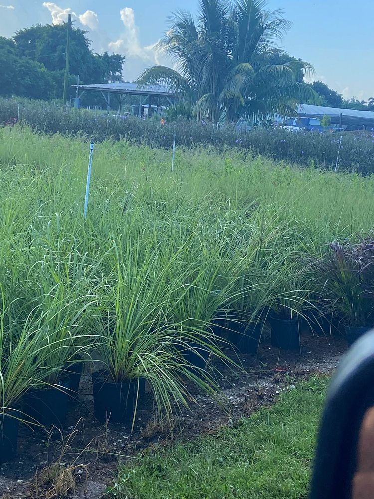 tripsacum-floridana-florida-gama-grass-dwarf-fakahatchee