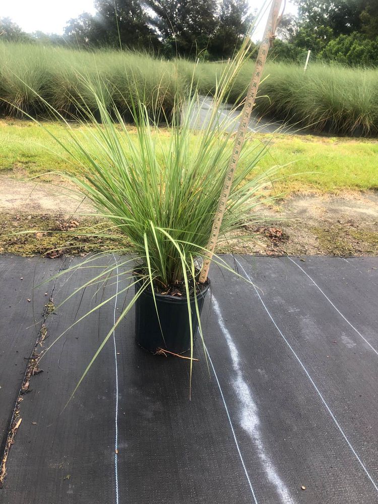 tripsacum-floridana-florida-gama-grass-dwarf-fakahatchee