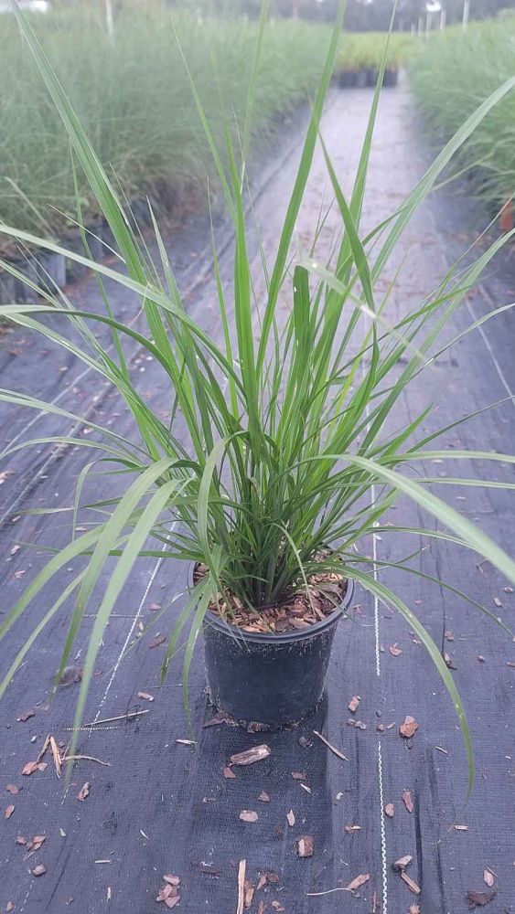 tripsacum-floridana-florida-gama-grass-dwarf-fakahatchee