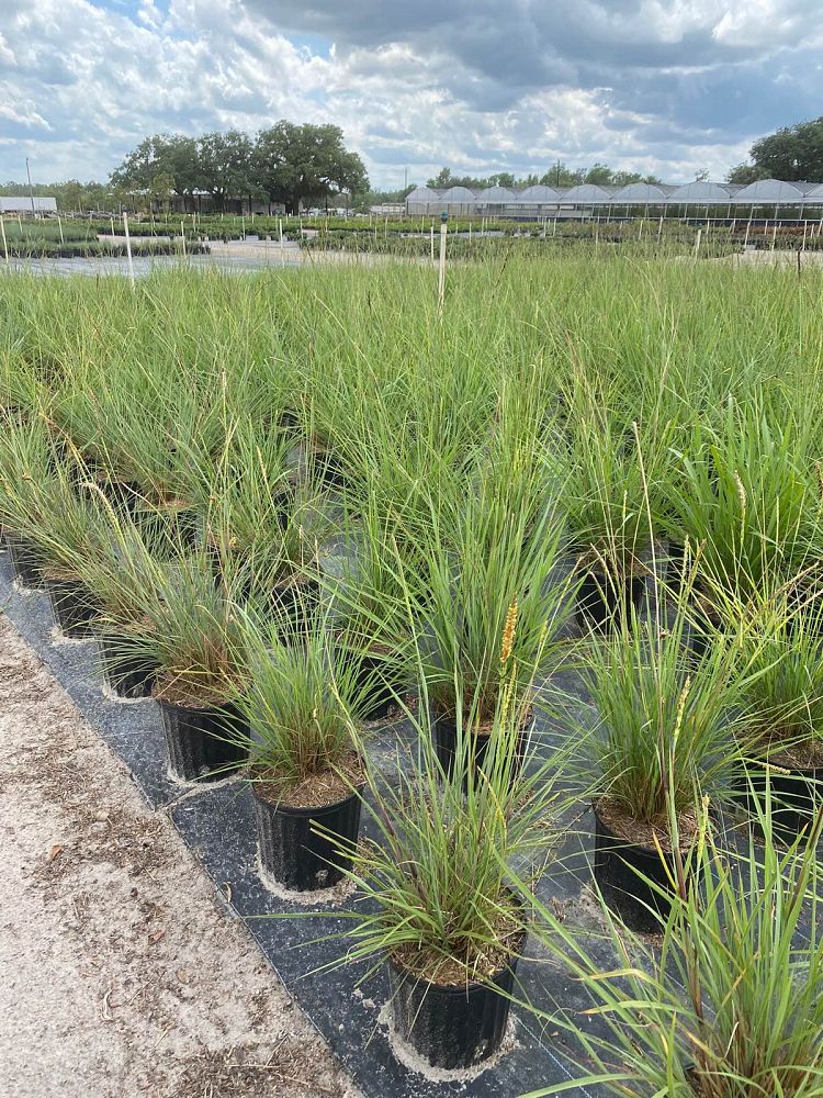 tripsacum-floridana-florida-gama-grass-dwarf-fakahatchee