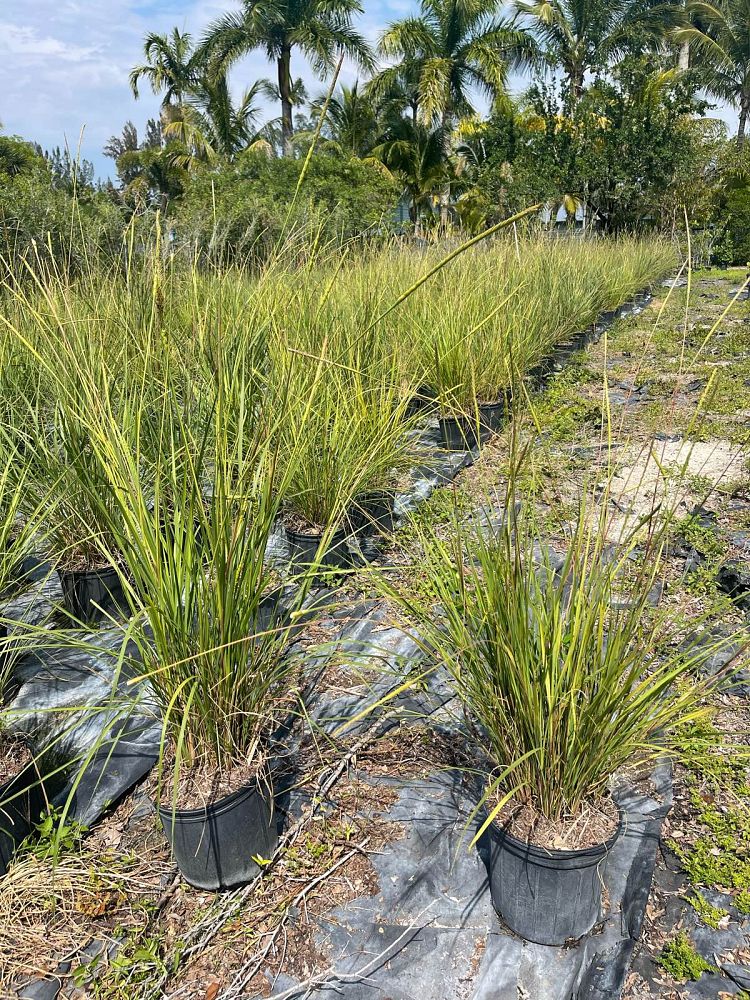 tripsacum-floridana-florida-gama-grass-dwarf-fakahatchee