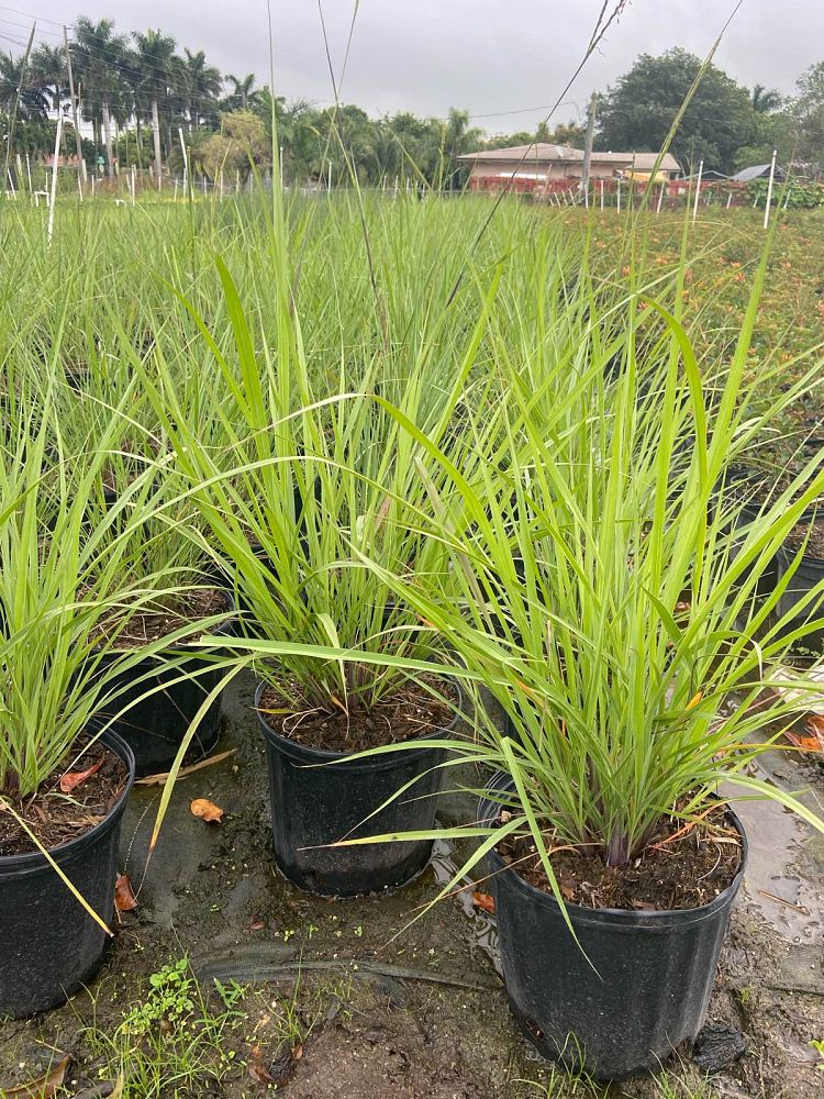 tripsacum-floridana-florida-gama-grass-dwarf-fakahatchee