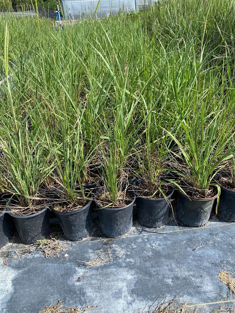 tripsacum-floridana-florida-gama-grass-dwarf-fakahatchee