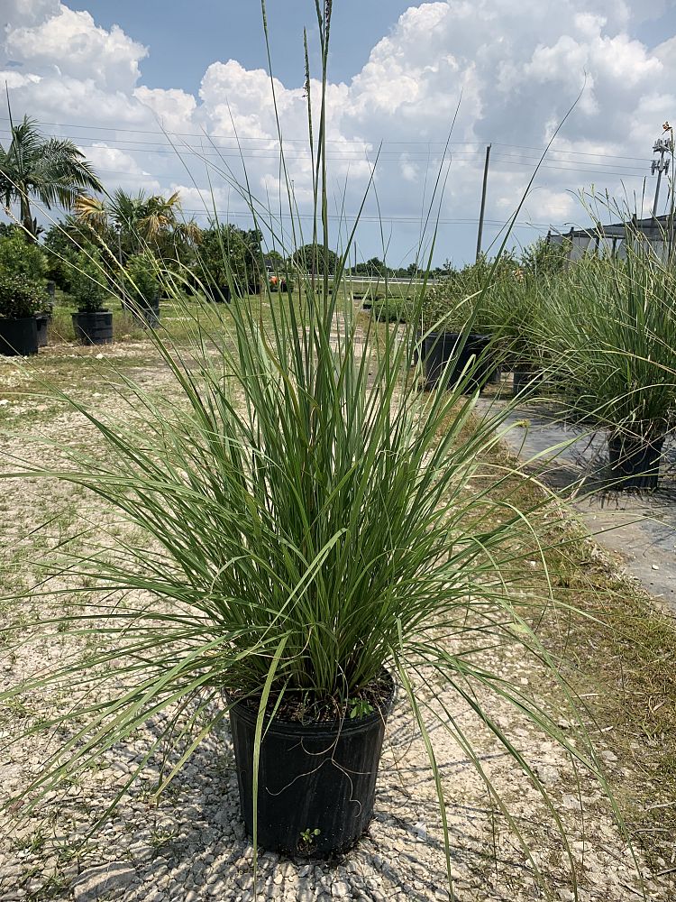 tripsacum-floridana-florida-gama-grass-dwarf-fakahatchee