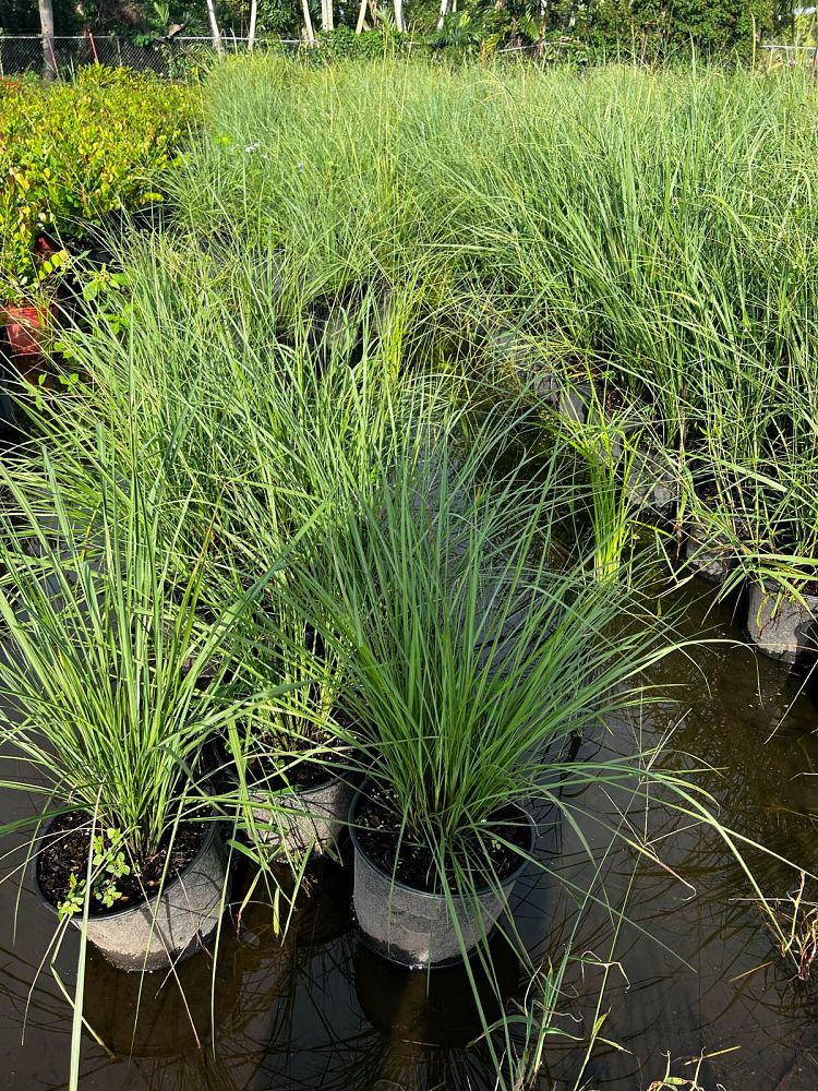 tripsacum-floridana-florida-gama-grass-dwarf-fakahatchee