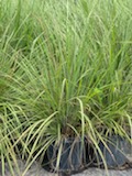 tripsacum-floridana-florida-gama-grass-dwarf-fakahatchee