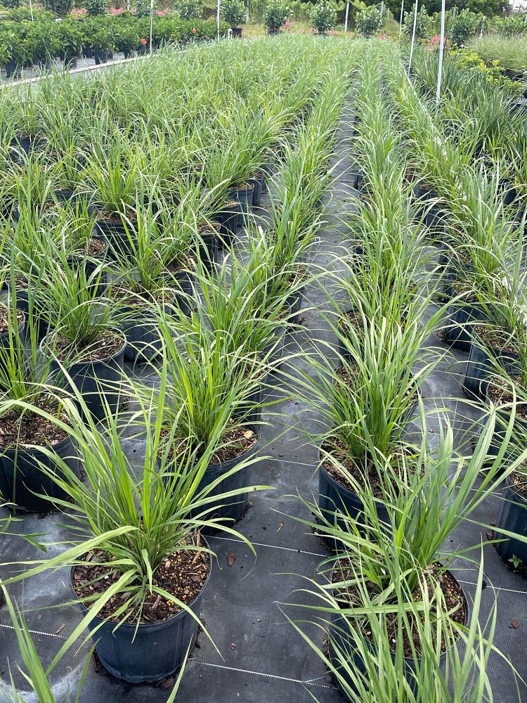 tripsacum-floridana-florida-gama-grass-dwarf-fakahatchee