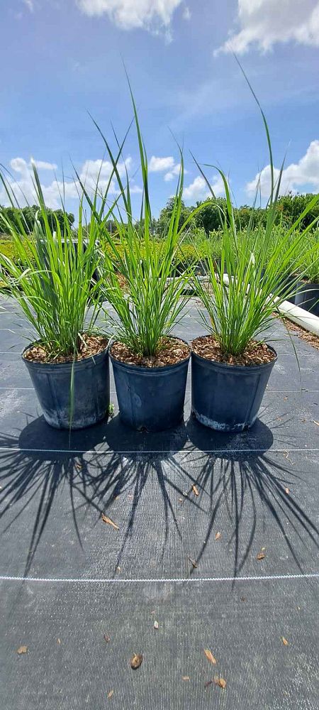 tripsacum-floridana-florida-gama-grass-dwarf-fakahatchee