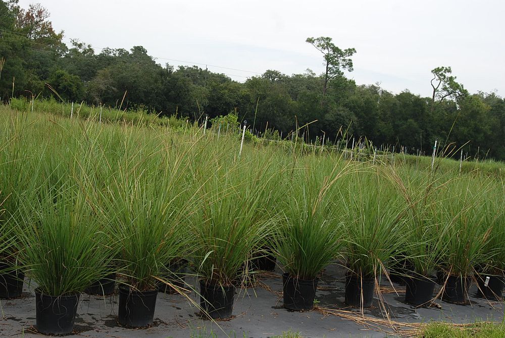 tripsacum-floridana-florida-gama-grass-dwarf-fakahatchee