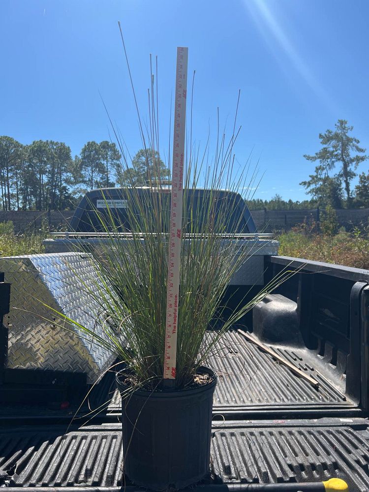 tripsacum-floridana-florida-gama-grass-dwarf-fakahatchee