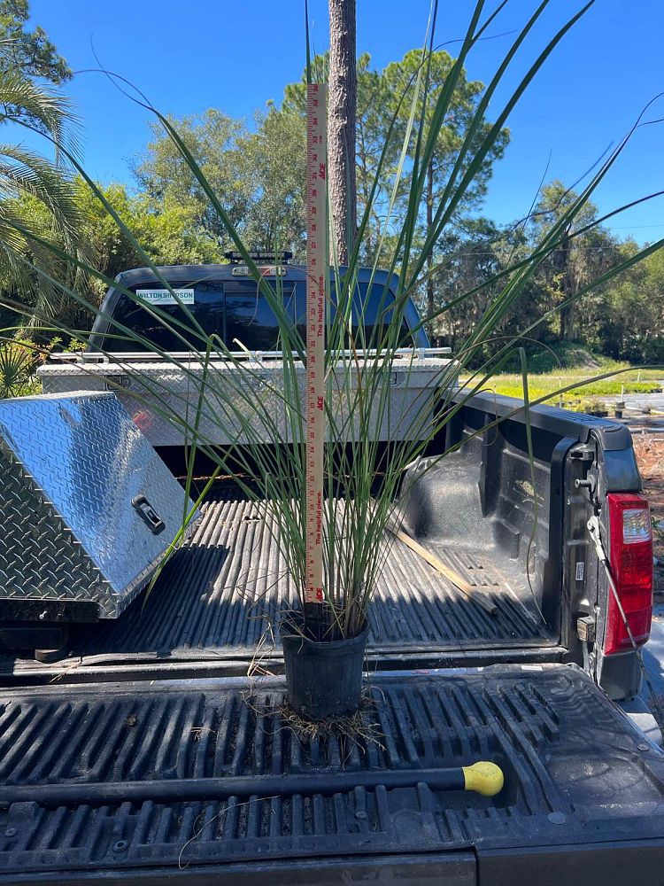 tripsacum-floridana-florida-gama-grass-dwarf-fakahatchee