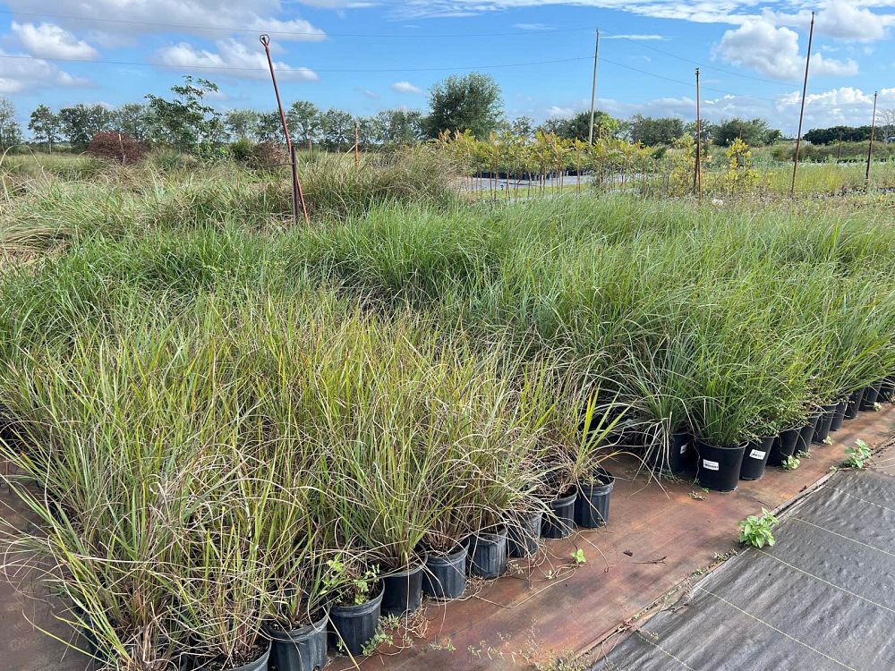 tripsacum-floridana-florida-gama-grass-dwarf-fakahatchee