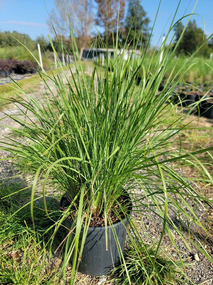tripsacum-floridana-florida-gama-grass-dwarf-fakahatchee