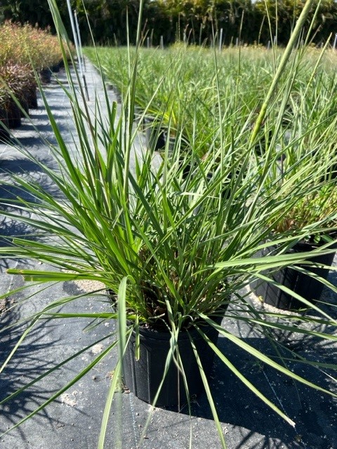 tripsacum-floridana-florida-gama-grass-dwarf-fakahatchee