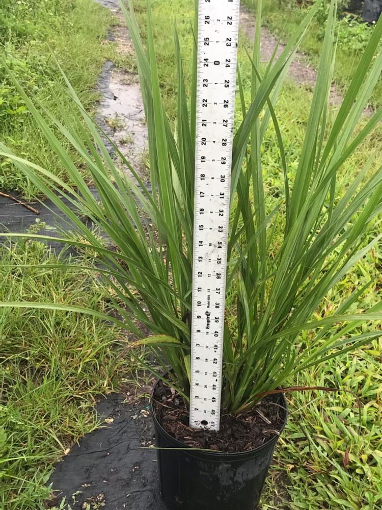 tripsacum-floridana-florida-gama-grass-dwarf-fakahatchee