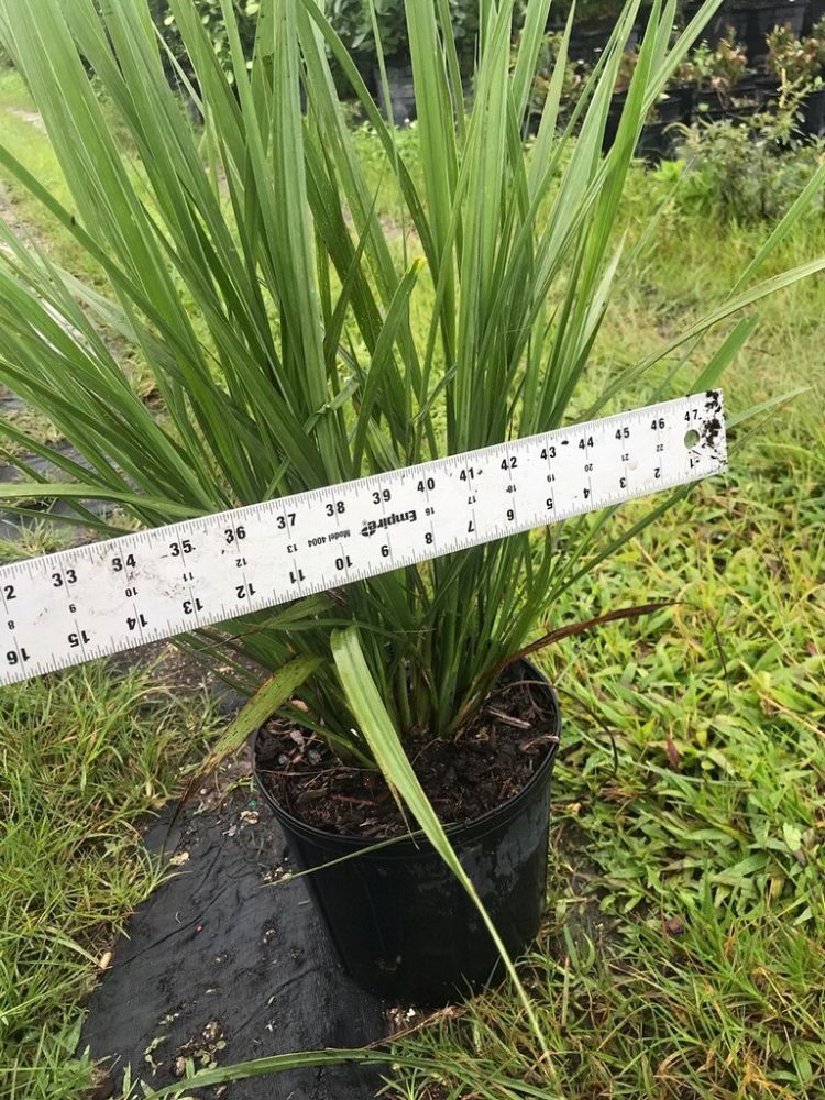 tripsacum-floridana-florida-gama-grass-dwarf-fakahatchee