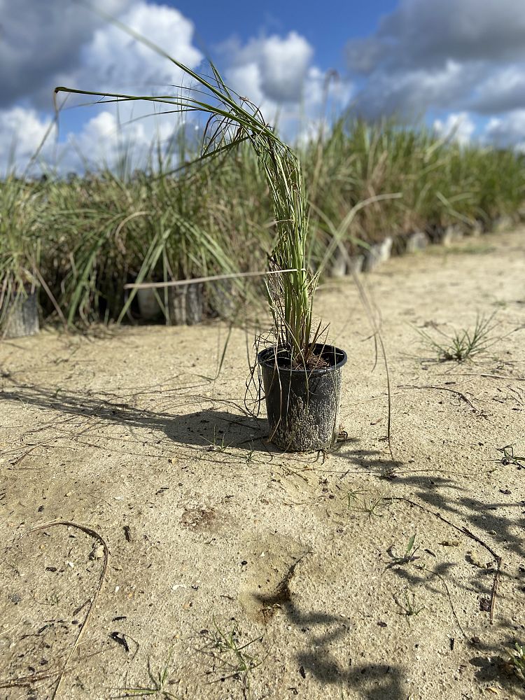 tripsacum-floridana-florida-gama-grass-dwarf-fakahatchee