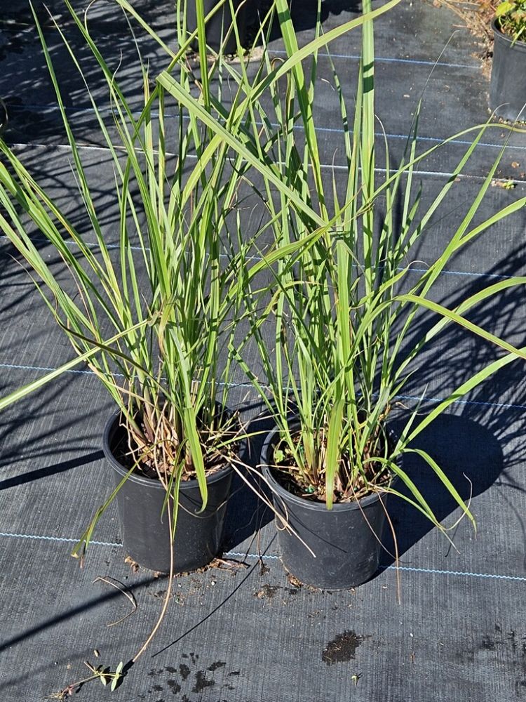 tripsacum-floridana-florida-gama-grass-dwarf-fakahatchee