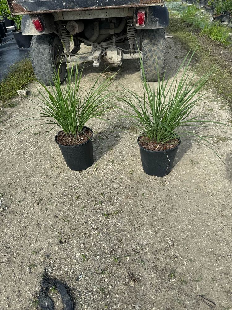 tripsacum-floridana-florida-gama-grass-dwarf-fakahatchee