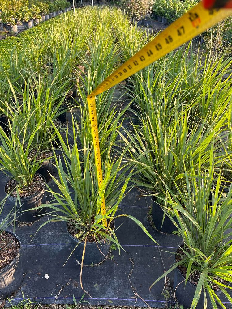 tripsacum-floridana-florida-gama-grass-dwarf-fakahatchee
