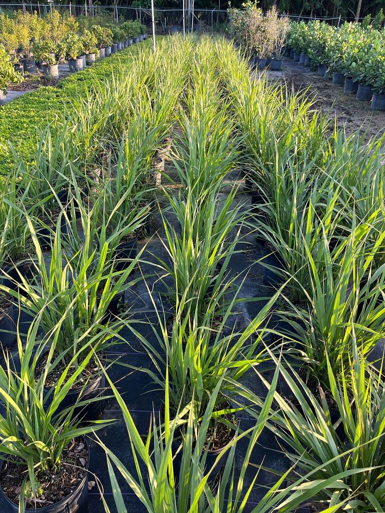 tripsacum-floridana-florida-gama-grass-dwarf-fakahatchee