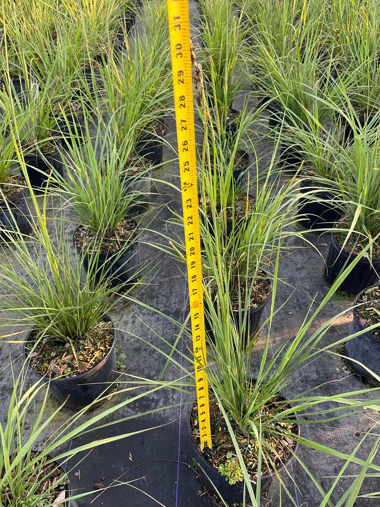 tripsacum-floridana-florida-gama-grass-dwarf-fakahatchee