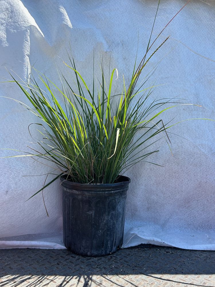 tripsacum-floridana-florida-gama-grass-dwarf-fakahatchee