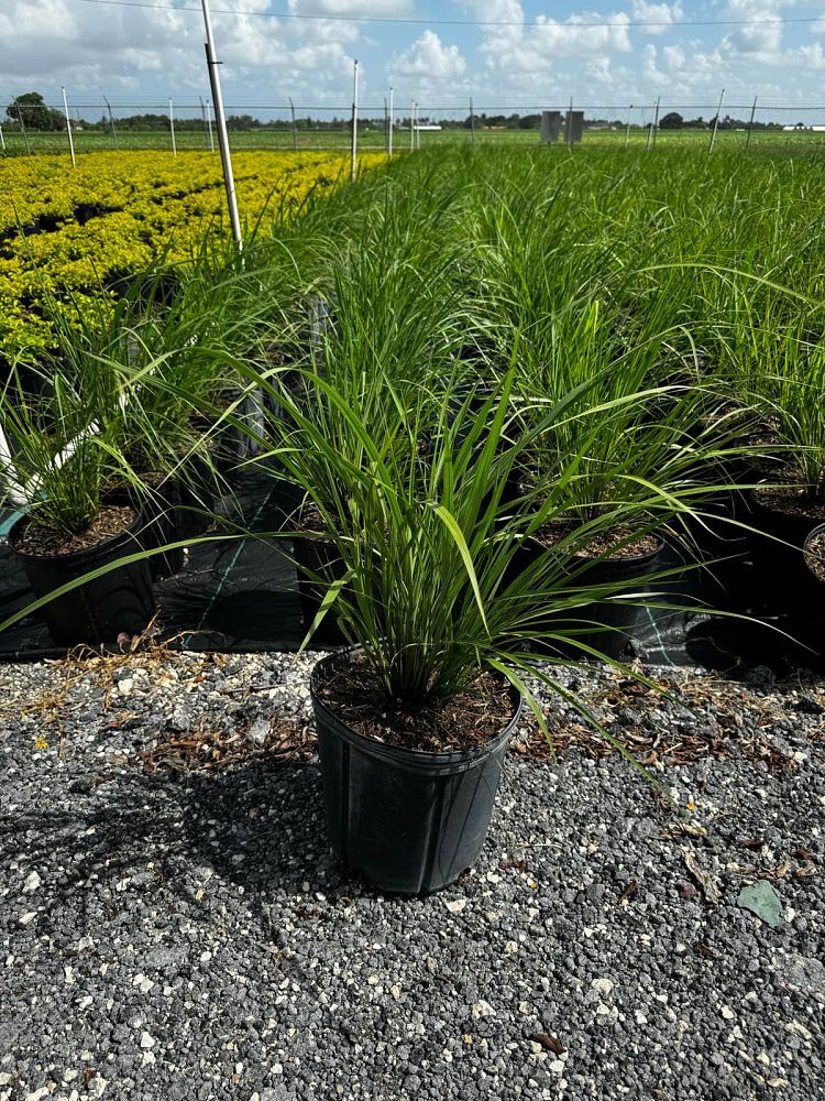 tripsacum-floridana-florida-gama-grass-dwarf-fakahatchee