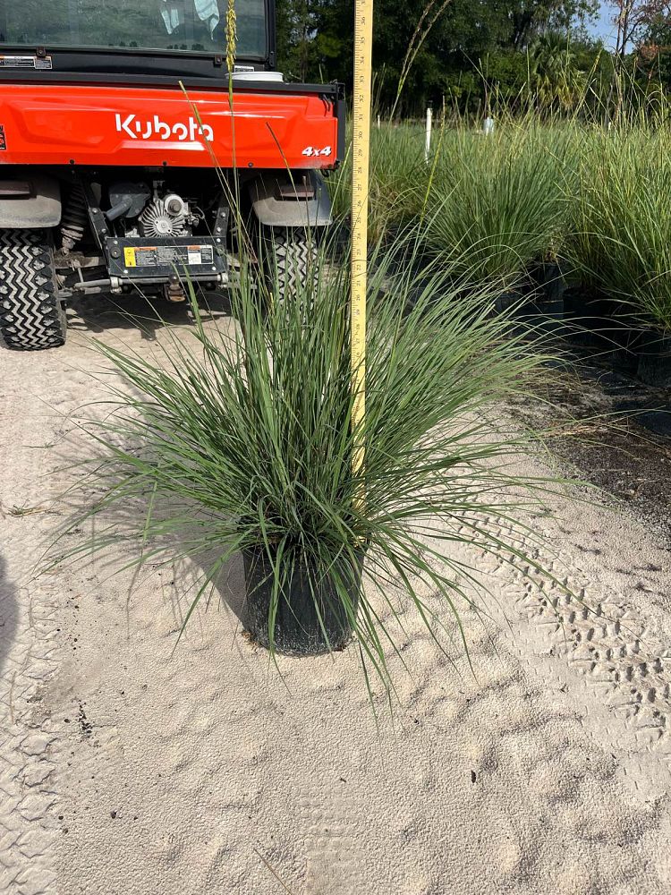 tripsacum-floridana-florida-gama-grass-dwarf-fakahatchee