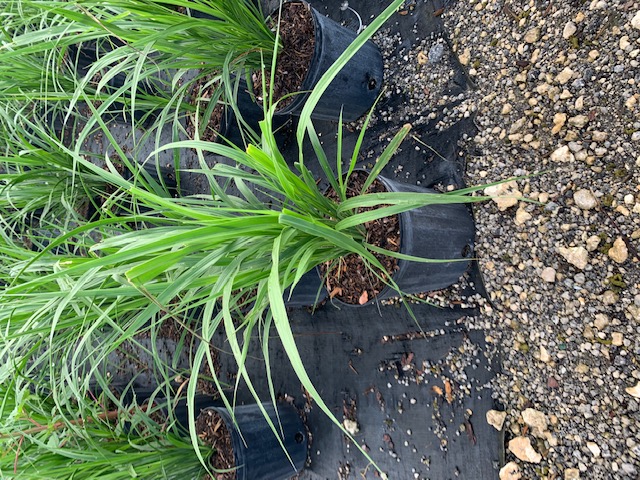 tripsacum-floridana-florida-gama-grass-dwarf-fakahatchee