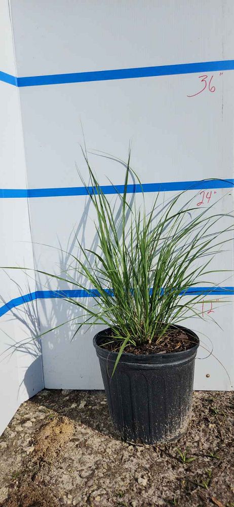 tripsacum-floridana-florida-gama-grass-dwarf-fakahatchee