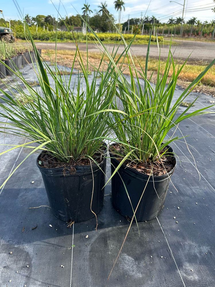 tripsacum-floridana-florida-gama-grass-dwarf-fakahatchee