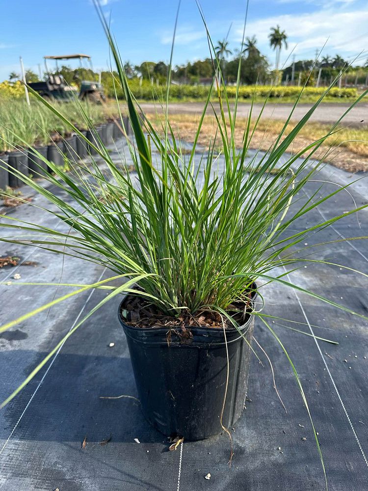 tripsacum-floridana-florida-gama-grass-dwarf-fakahatchee