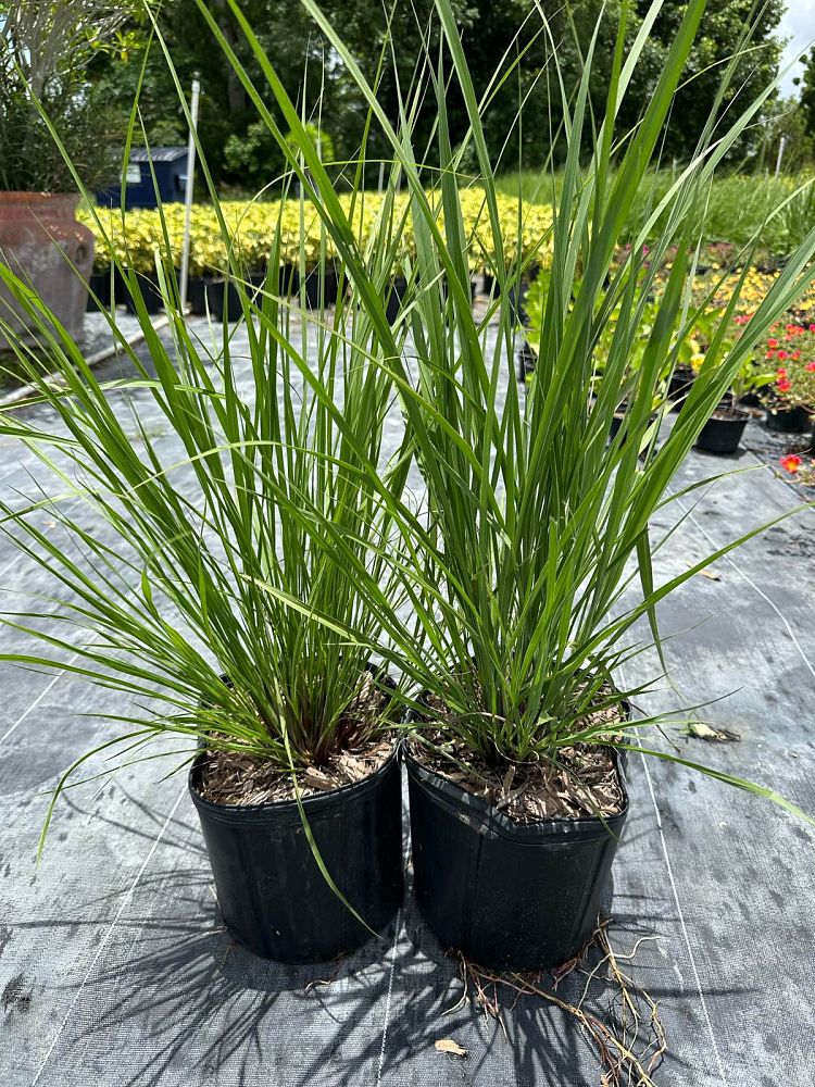 tripsacum-floridana-florida-gama-grass-dwarf-fakahatchee