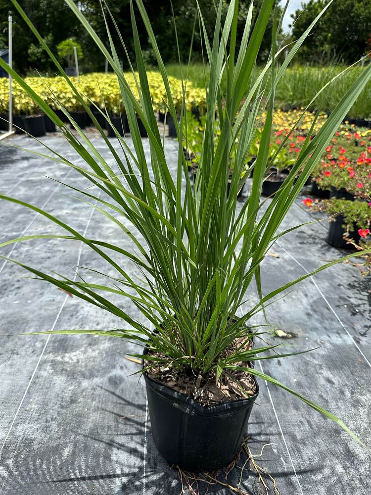 tripsacum-floridana-florida-gama-grass-dwarf-fakahatchee