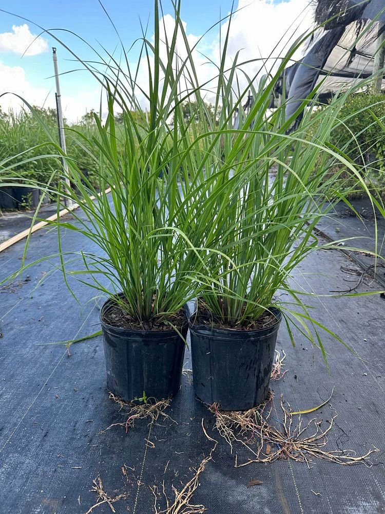 tripsacum-floridana-florida-gama-grass-dwarf-fakahatchee