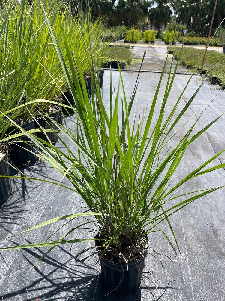 tripsacum-floridana-florida-gama-grass-dwarf-fakahatchee