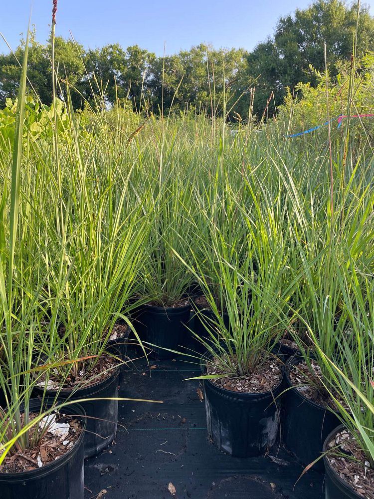 tripsacum-floridana-florida-gama-grass-dwarf-fakahatchee