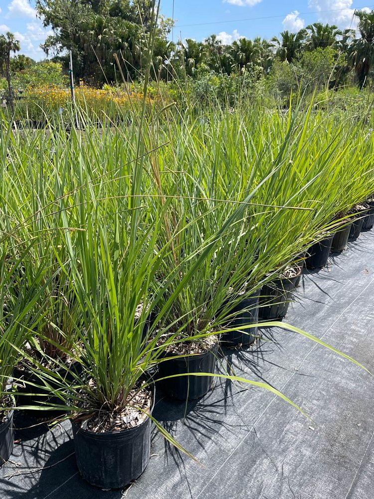 tripsacum-floridana-florida-gama-grass-dwarf-fakahatchee