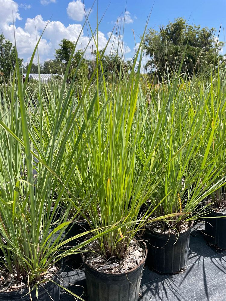 tripsacum-floridana-florida-gama-grass-dwarf-fakahatchee