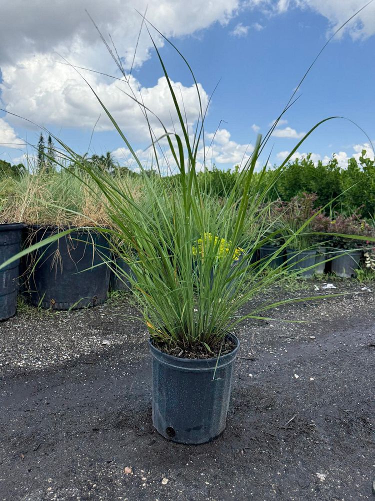 tripsacum-floridana-florida-gama-grass-dwarf-fakahatchee