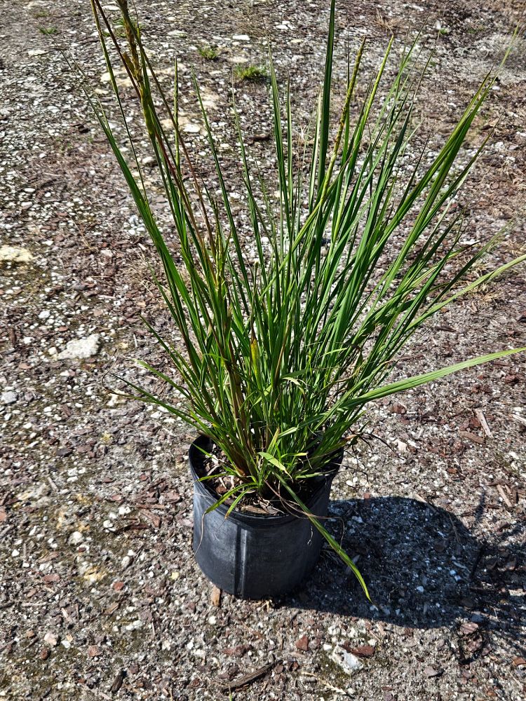 tripsacum-floridana-florida-gama-grass-dwarf-fakahatchee